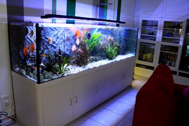 Pool Aquarium 250 x 65 x 65 cm